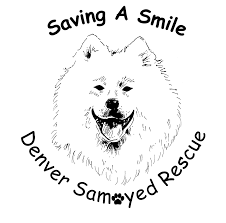 Denver Samoyed Rescue In Colorado