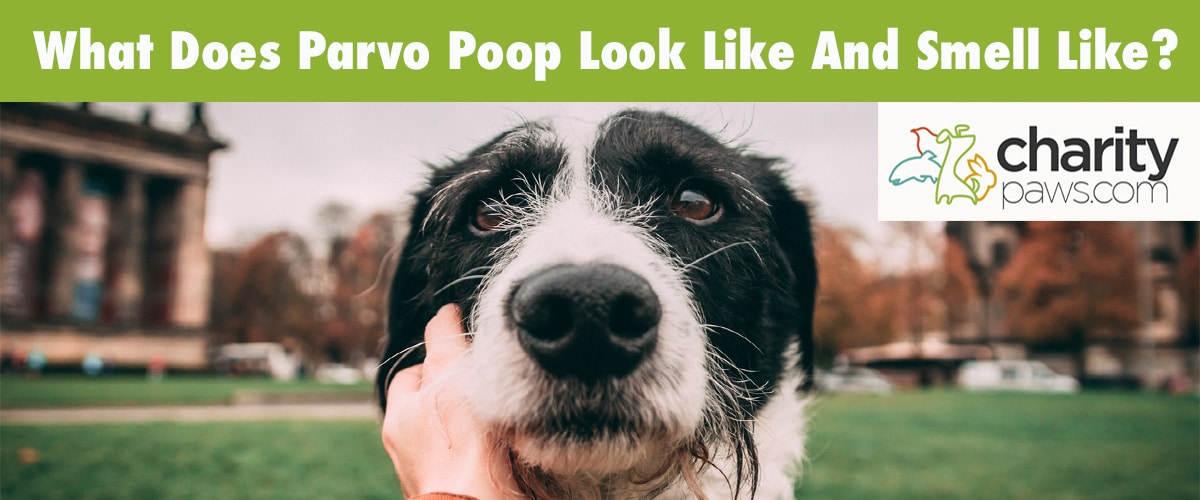 Does Parvo Poop Look Different And Smell Different