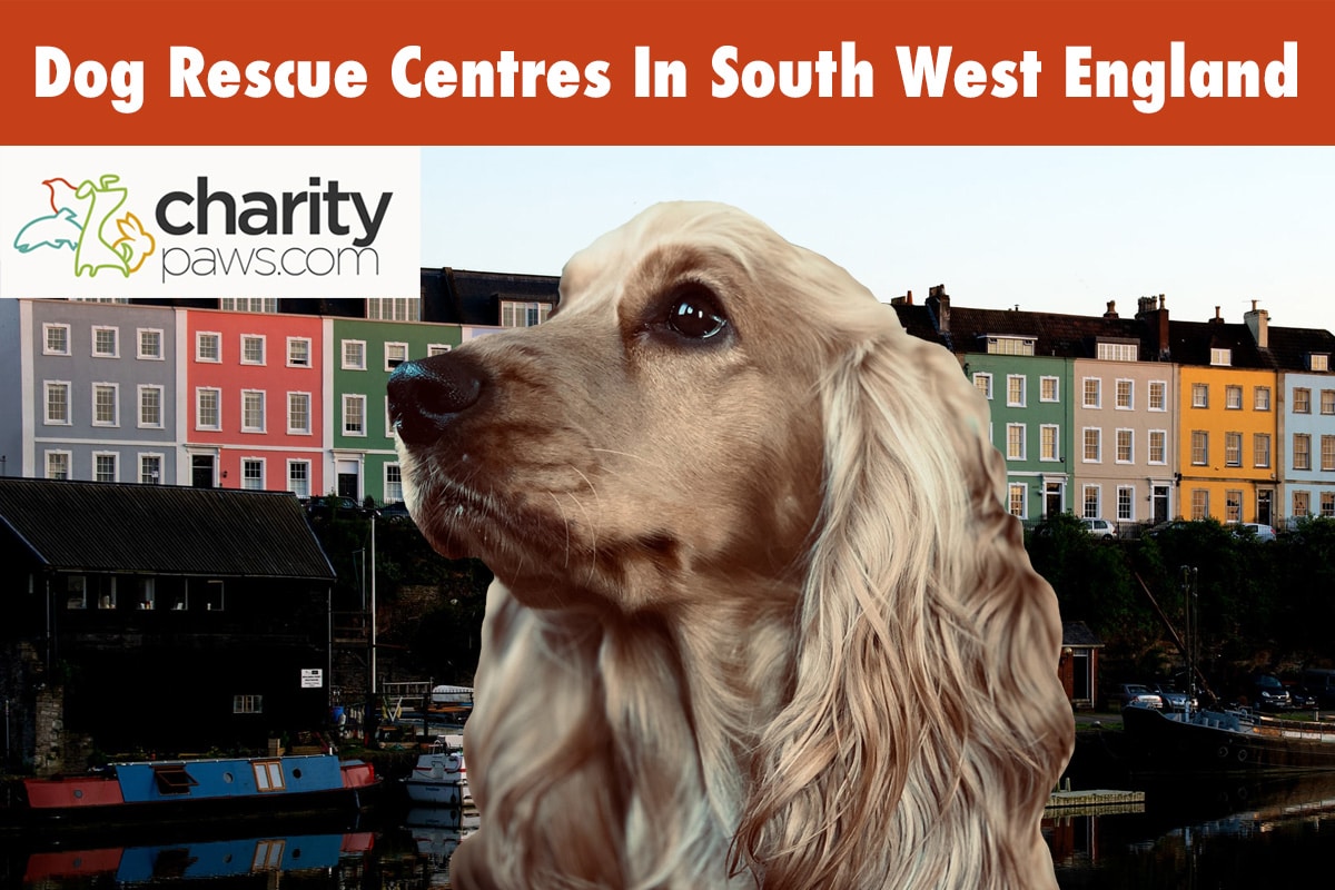 Dog Rescue Centres In South West England UK