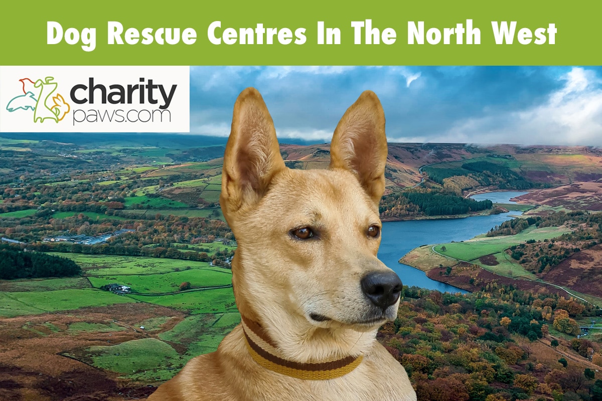 14 Dog Rescue Centres In North West (UK) To Adopt From