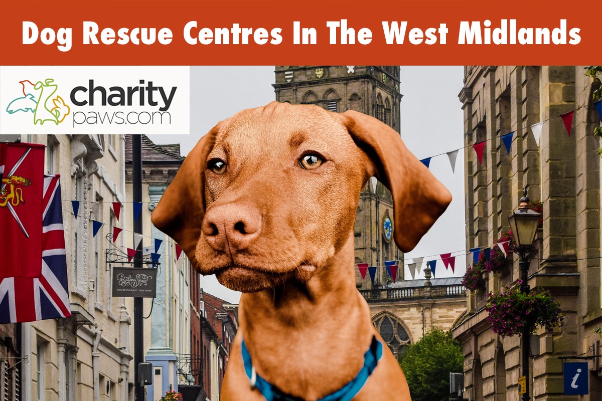 Dog Rescue Centres In The West Midlands UK