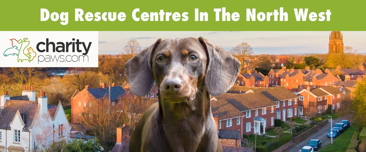 Find A Dog Rescue Centre In The North West UK To Adopt From