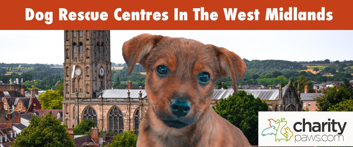 Find A Dog Rescue Centre In The West Midlands UK To Adopt From