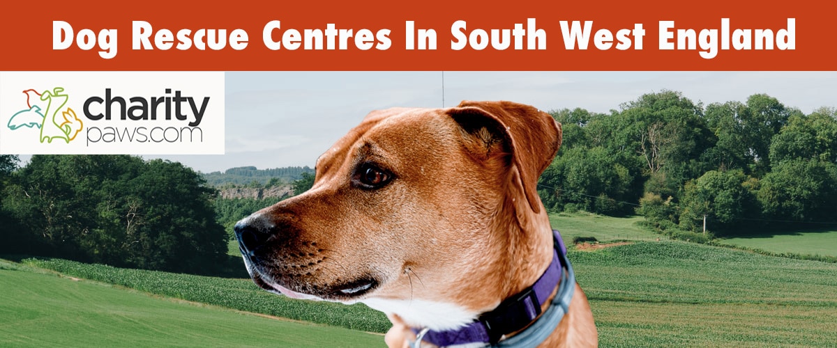 Find A Dog Rescue In South West England UK
