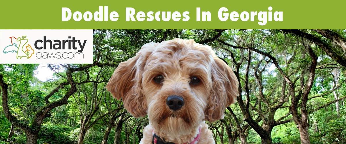 Find A Doodle Rescue In Georgia To Adopt From