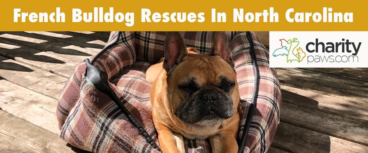 Find A French Bulldog Rescue In North Carolina To Adopt From