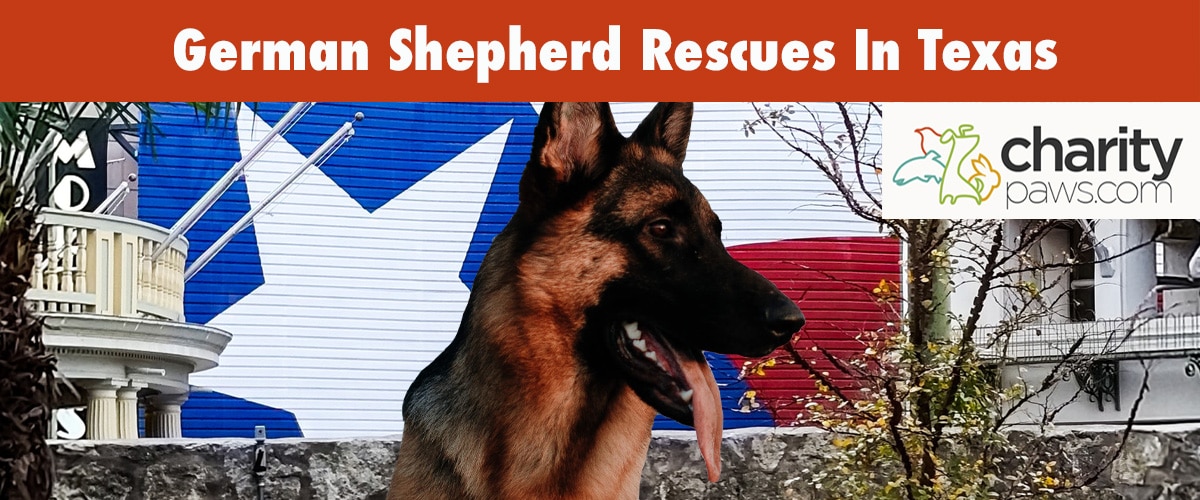 Find A German Shepherd Rescue In Texas To Adopt From