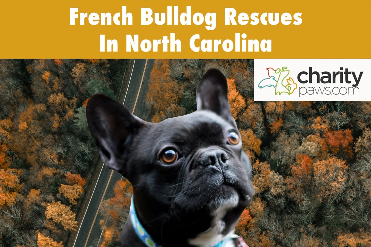 French Bulldog Rescues In North Carolina