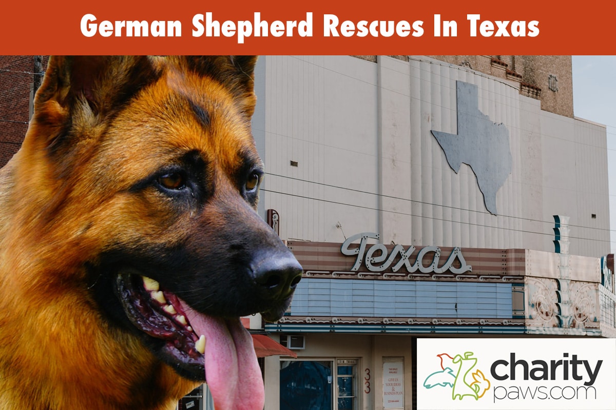 German Shepherd Rescues In Texas