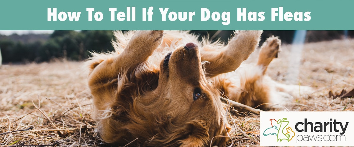 Signs That Your Dog Has Fleas