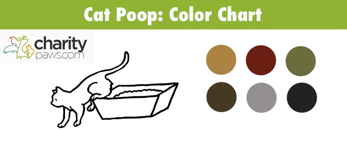 View Our Cat Poop Color Guide To Learn What Each Color Means