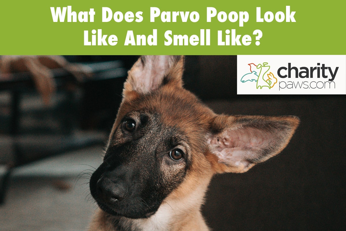 Parvovirus poop sales