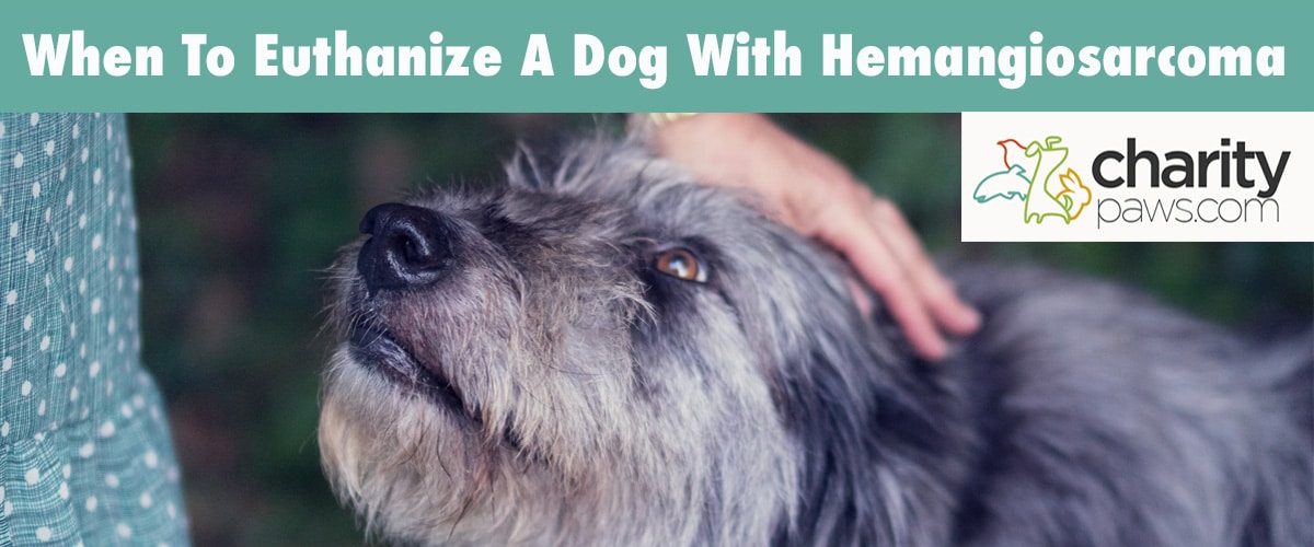 When Should You Put Down A Dog With Hemangiosarcoma
