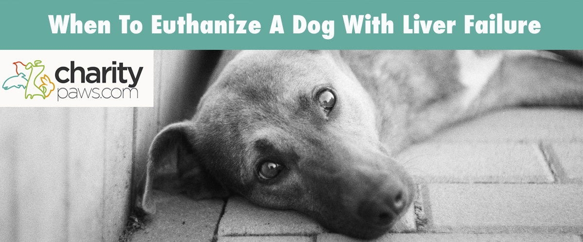 When Should You Put Down A Dog With Liver Failure