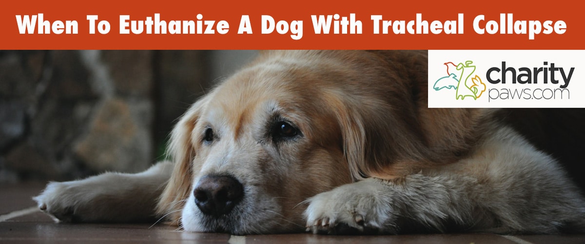 When Should You Put Down Your Dog With Tracheal Collapse