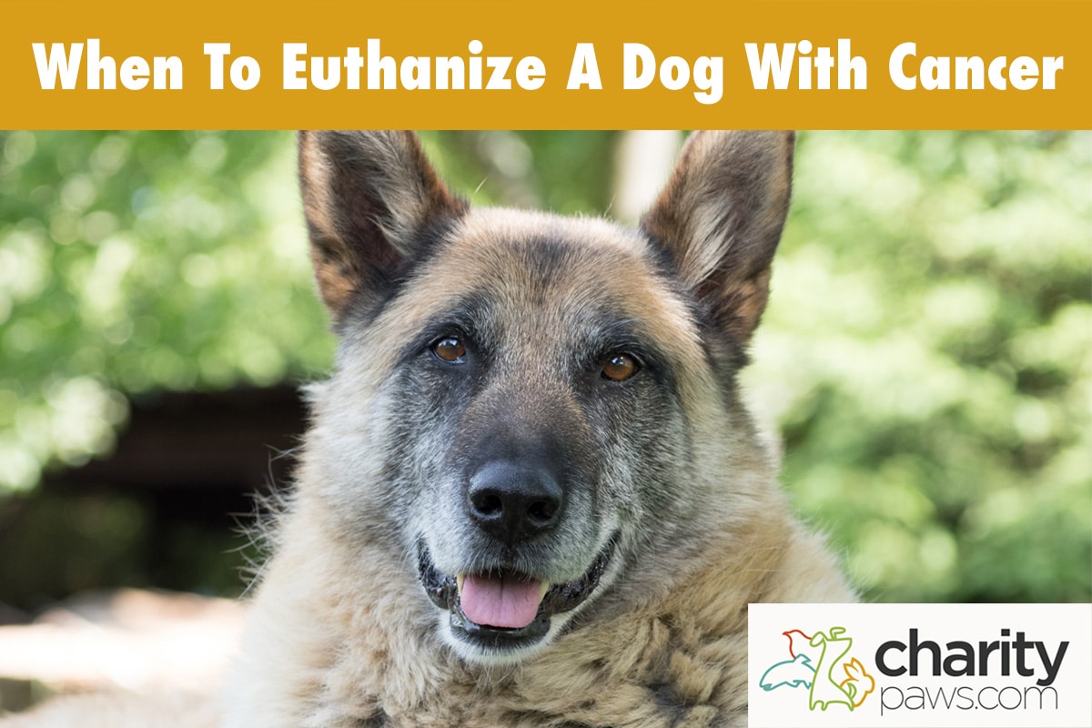 When To Euthanize A Dog With Cancer