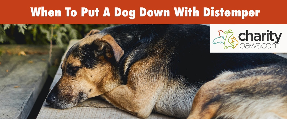 When To Euthanize A Dog With Distemper