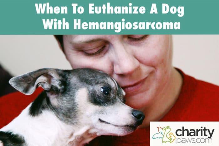 When To Euthanize A Dog With Hemangiosarcoma Our Opinion