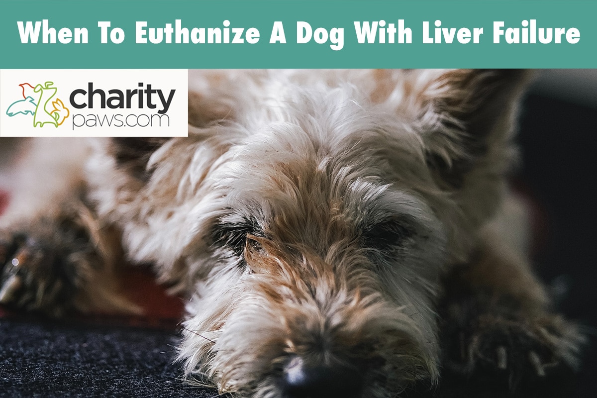 When To Euthanize A Dog With Liver Failure (Vet Opinion)