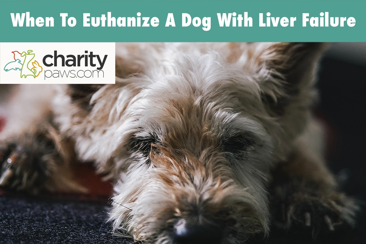 When To Euthanize A Dog With Liver Failure Vet Opinion 