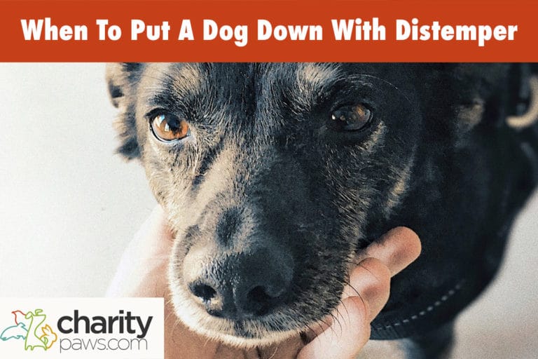 When To Put A Dog Down With Distemper