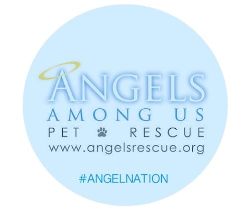 Angels Among Us Pet Rescue In Georgia