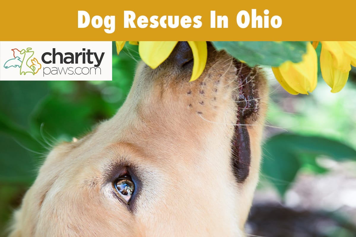Dog Rescues In Ohio