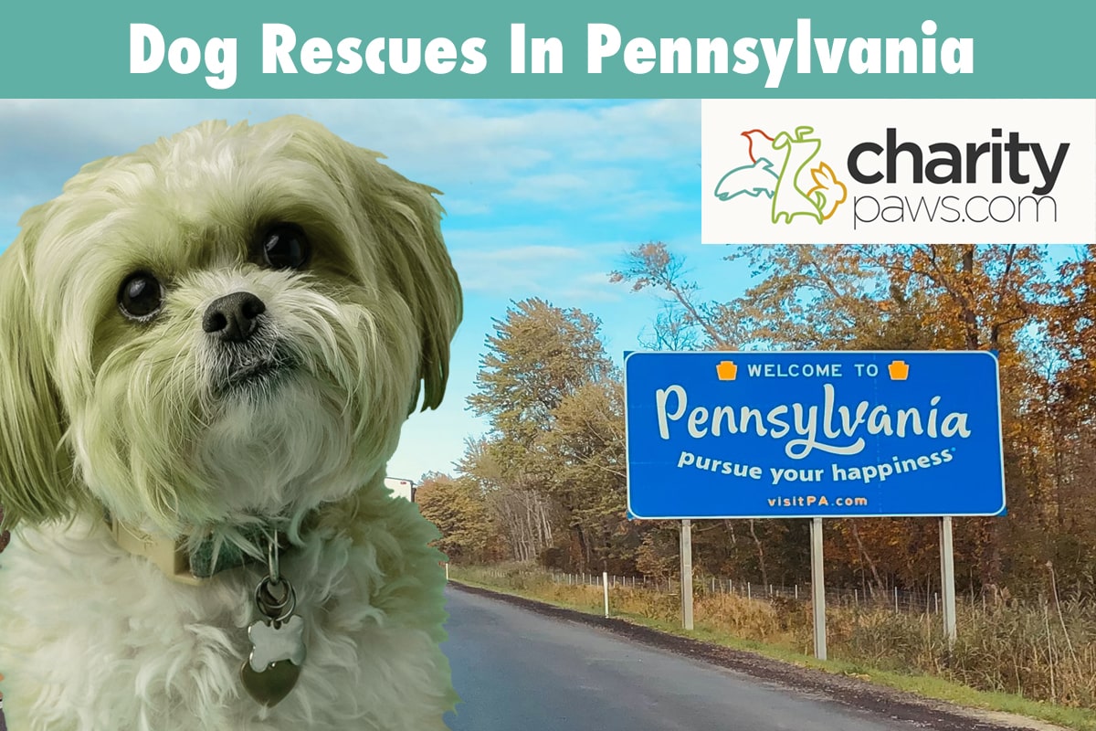 Dog Rescues In Pennsylvania
