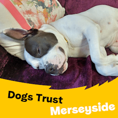 Dogs Trust Merseyside UK