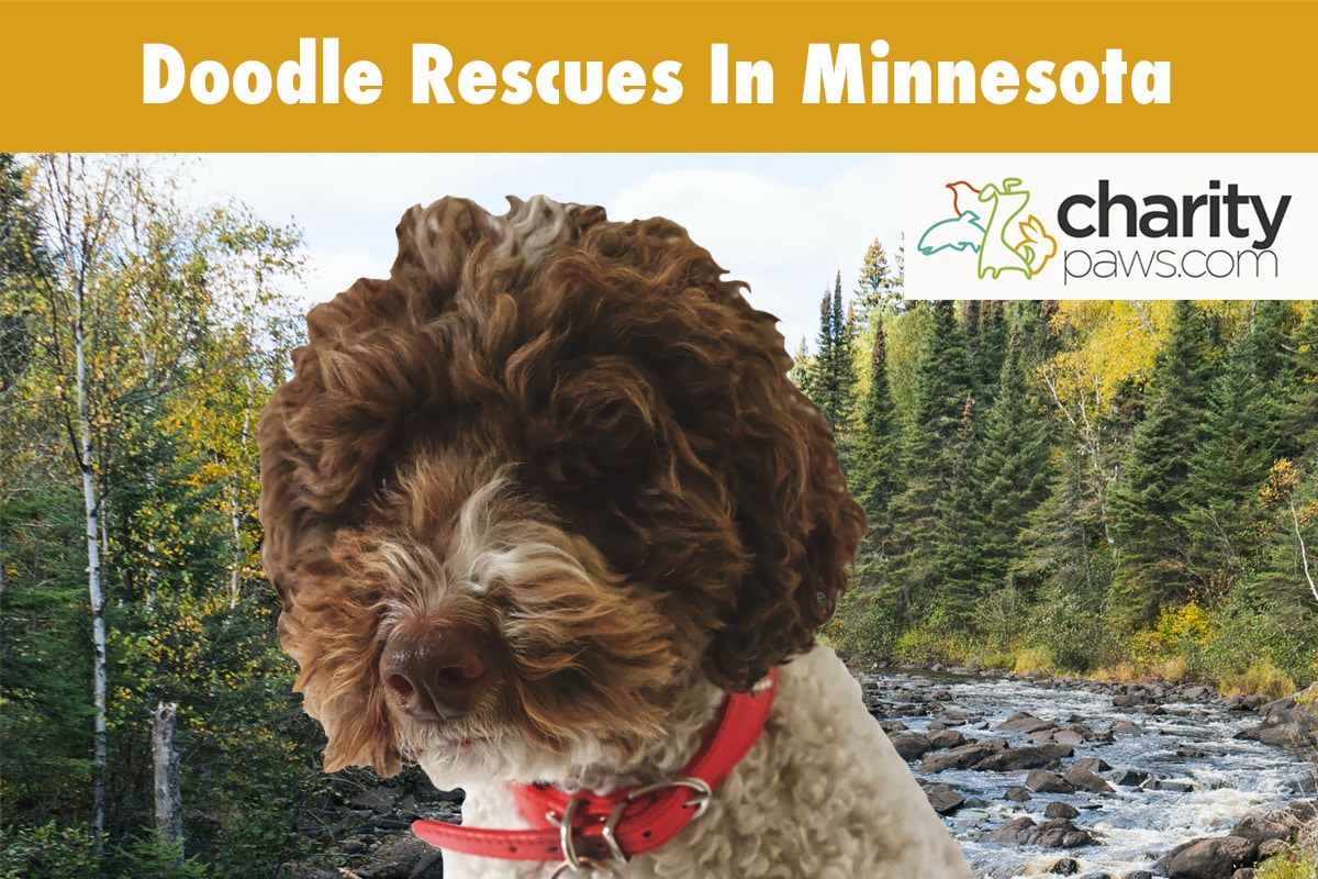 Doodle Rescues In Minnesota