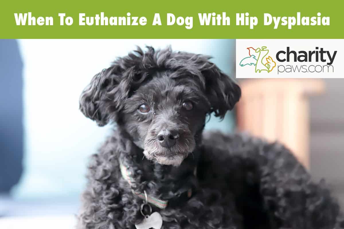 Euthanize A Dog With Hip Dysplasia