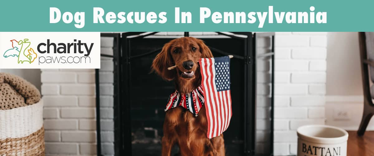 Find A Dog Rescue In Pennsylvania To Adopt From