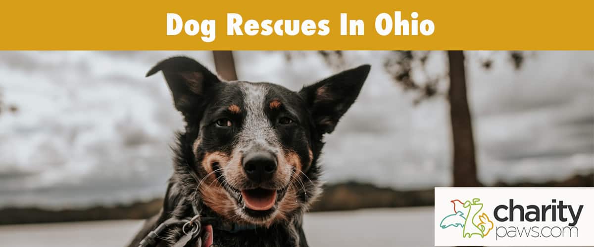 Find A Dog Rescue in Ohio To Adopt From