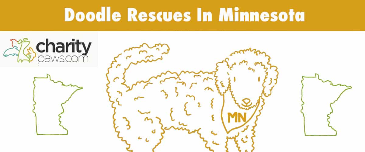 Find A Doodle Rescue In Minnesota To Adopt From