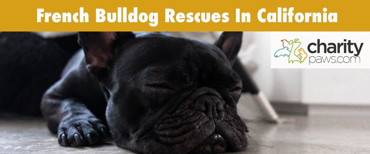 Find A French Bulldog Rescue In California To Adopt