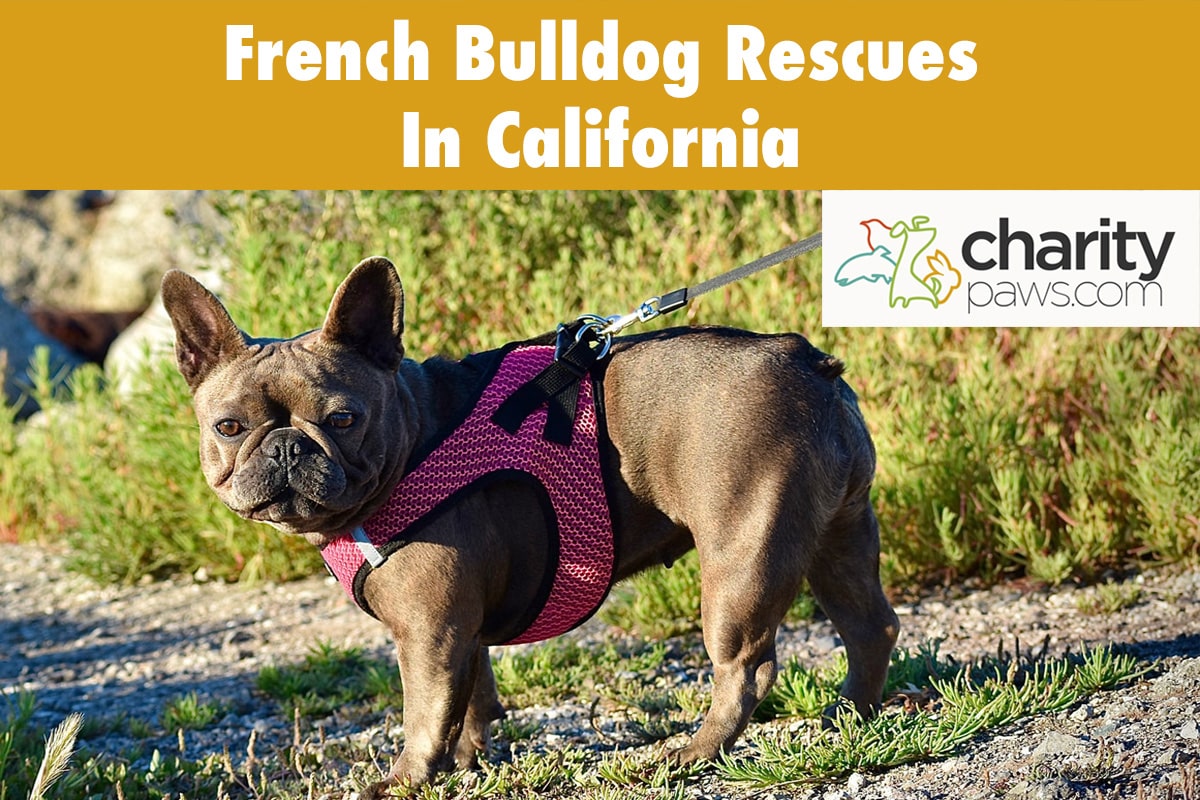 French Bulldog Rescues In California