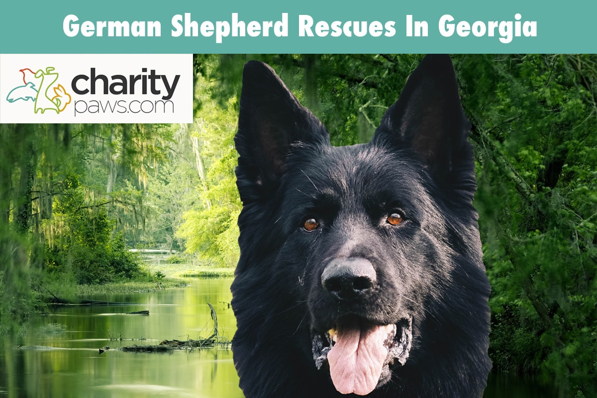 German Shepherd Rescues In Georgia
