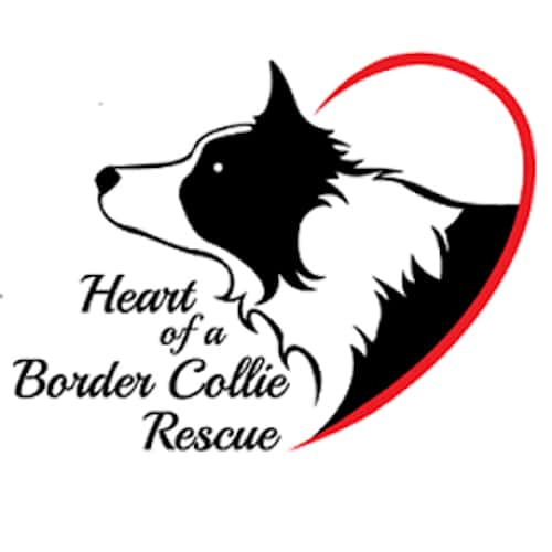 Heart Of A Border Collie Rescue In Minnesota