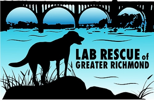 Lab Rescue Of Greater Richmond - Find A Doodle Here To Adopt