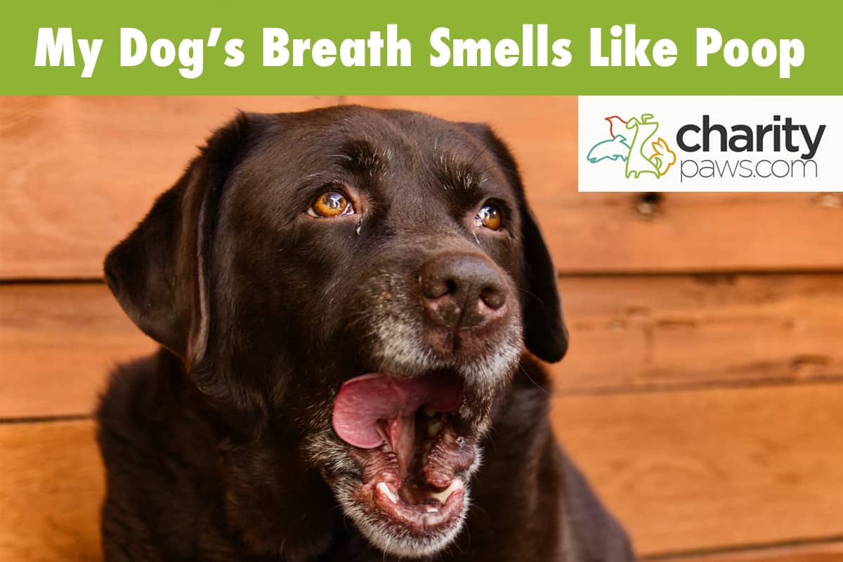My Dogs Breath Smells Like Poop