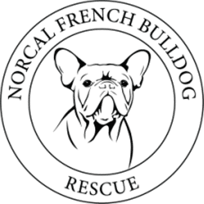 NorCal French Bulldog Rescue In California