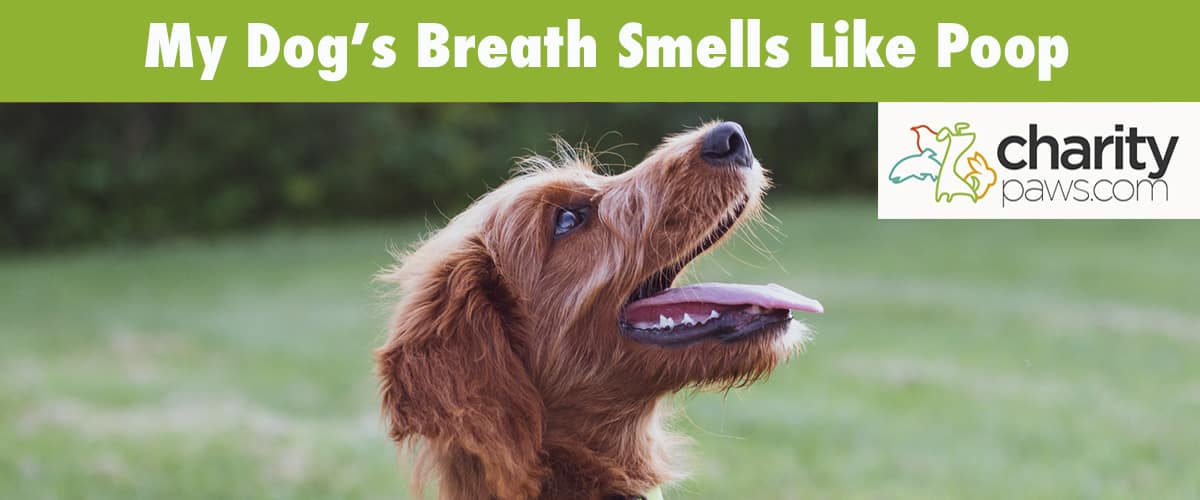 8-natural-remedies-for-bad-breath-in-dogs-spinning-pom-dog-breath