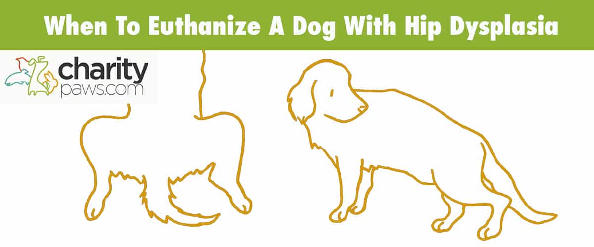 When To Euthanize A Dog With Hip Dysplasia