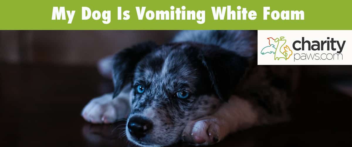 Why Is My Dog Vomiting White Foam