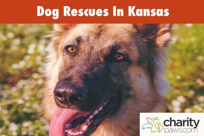 Dog Rescues In Kansas