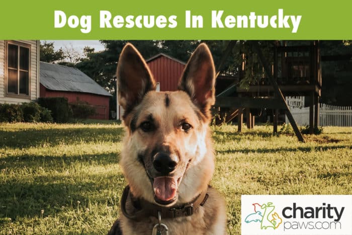 Dog Rescues In Kentucky