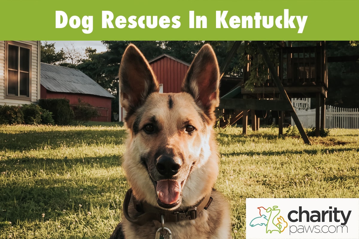 Dog Rescues In Kentucky | 15 Rescue Groups To Adopt From
