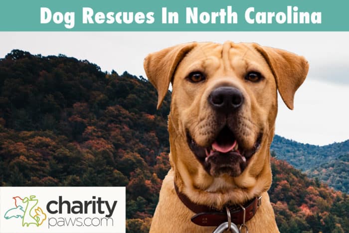 Dog Rescues In North Carolina