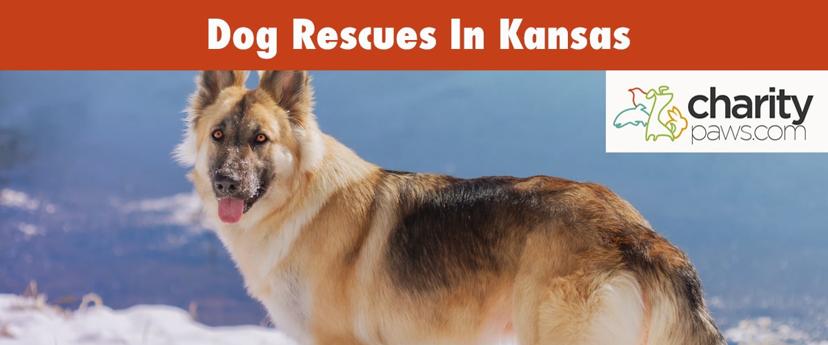 Find A Dog Rescue In Kansas To Adopt Your Next Pup From