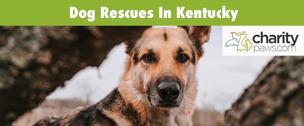 Find A Dog Rescue In Kentucky To Adopt Your Next Pup From